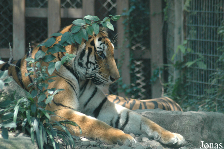 Panthera tigris amoyensis