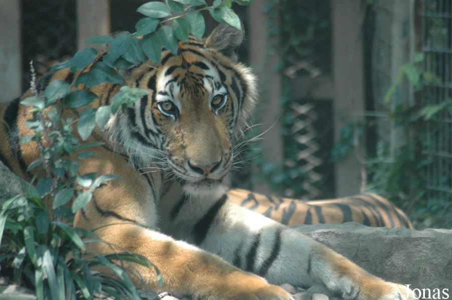 Panthera tigris amoyensis