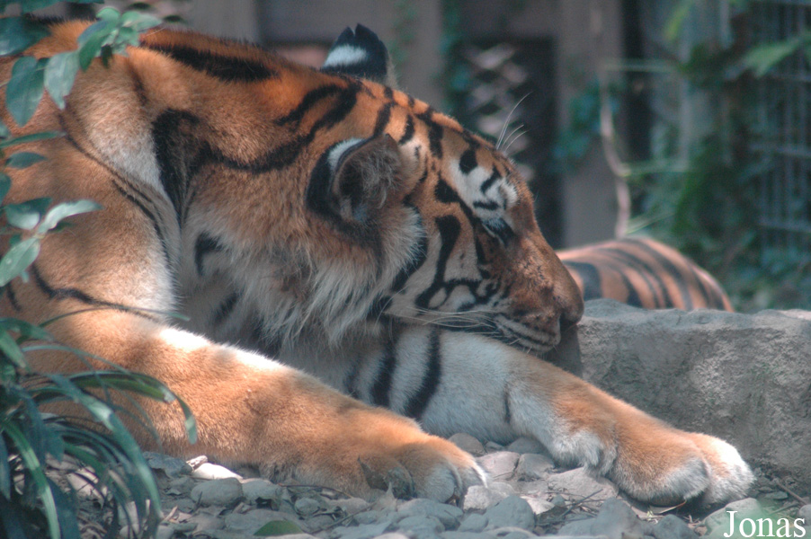 Panthera tigris amoyensis