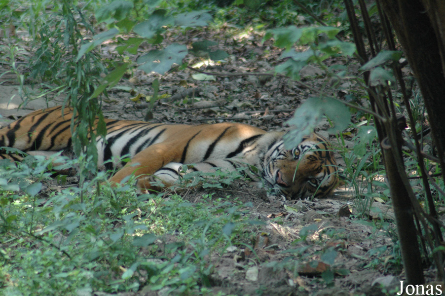 Panthera tigris amoyensis