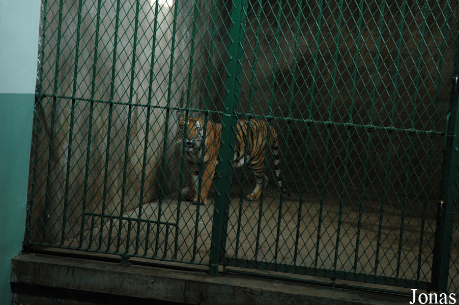 Panthera tigris amoyensis