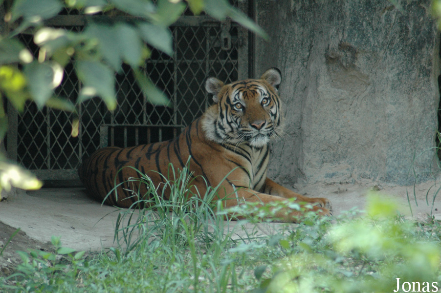 Panthera tigris amoyensis