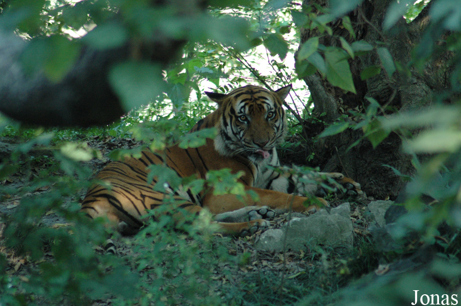 Panthera tigris amoyensis