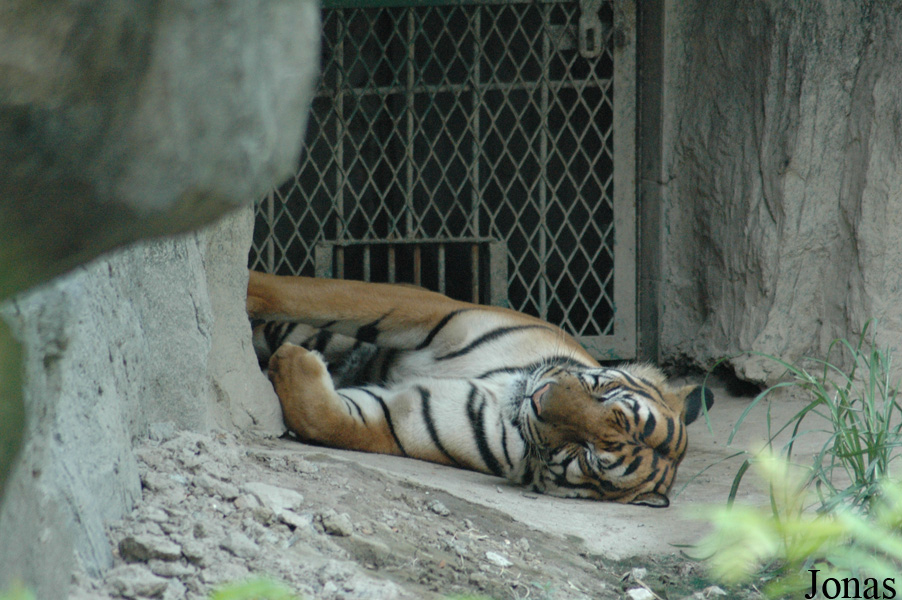 Panthera tigris amoyensis