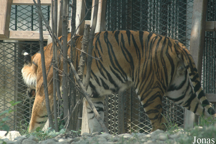 Panthera tigris amoyensis