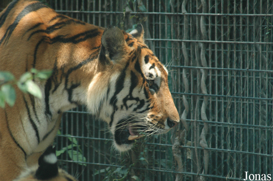 Panthera tigris amoyensis