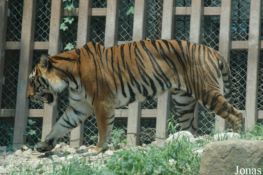 Panthera tigris amoyensis