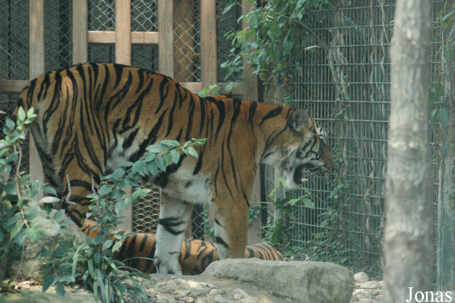 Panthera tigris amoyensis