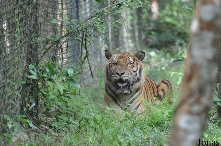 Panthera tigris corbetti