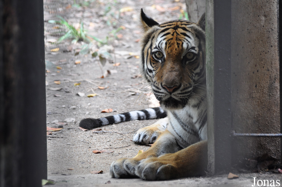 Panthera tigris corbetti