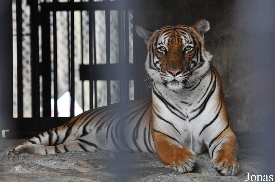 Panthera tigris jacksoni