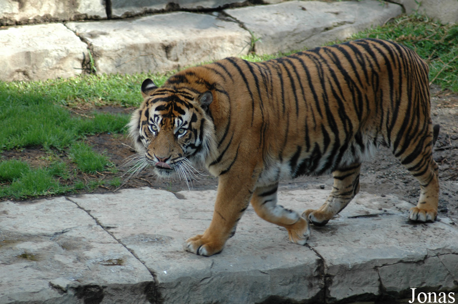 Panthera tigris sumatrae