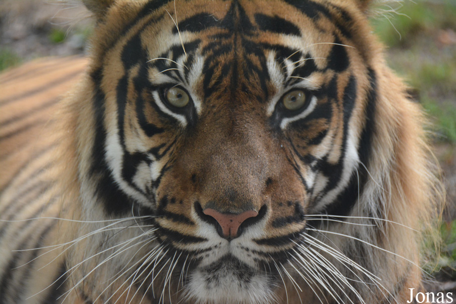 Panthera tigris sumatrae