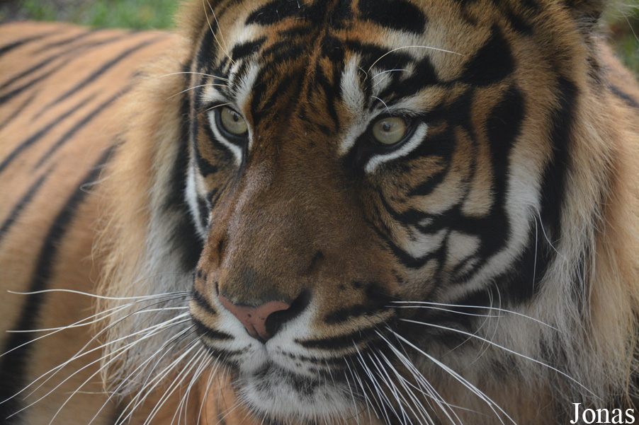 Panthera tigris sumatrae