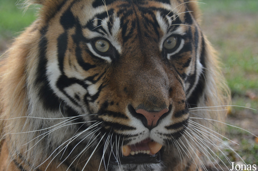 Panthera tigris sumatrae