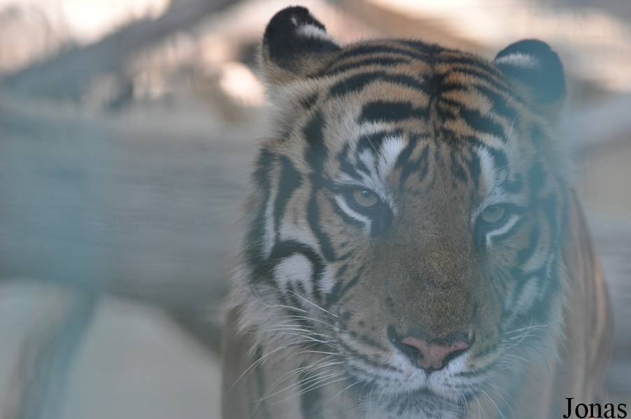 Panthera tigris tigris