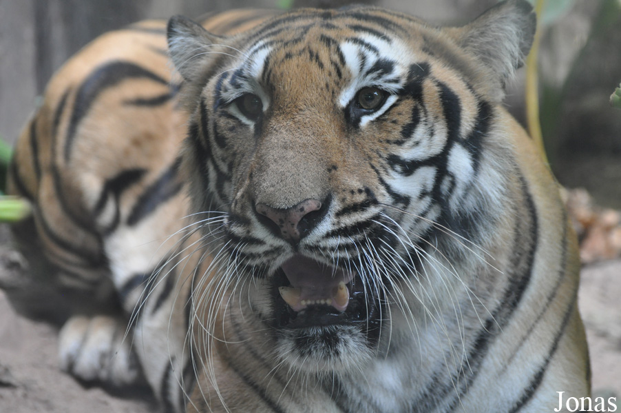 Panthera tigris tigris