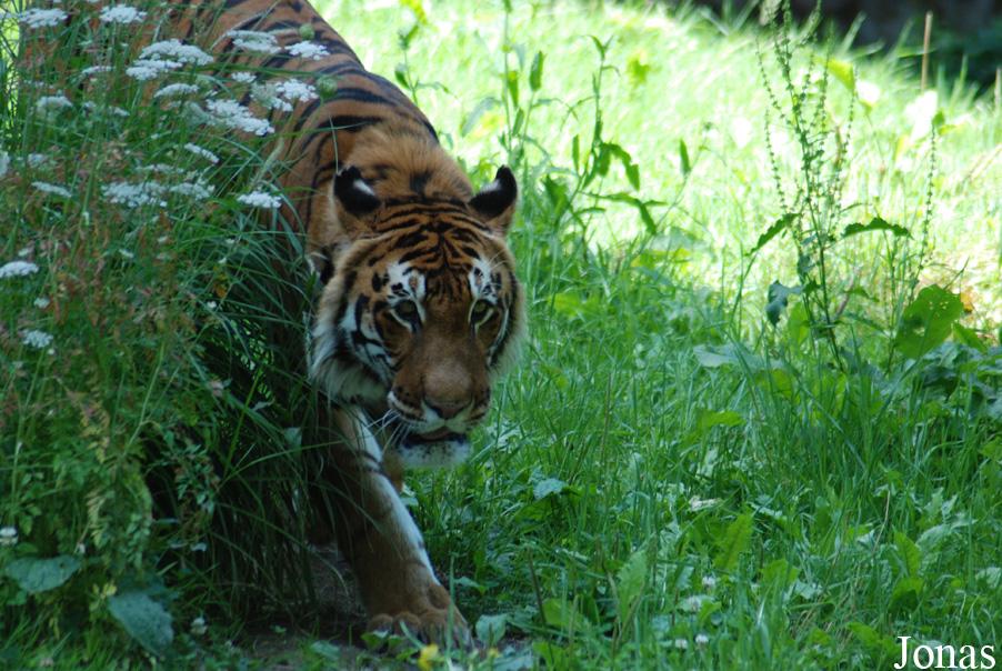 Panthera tigris tigris