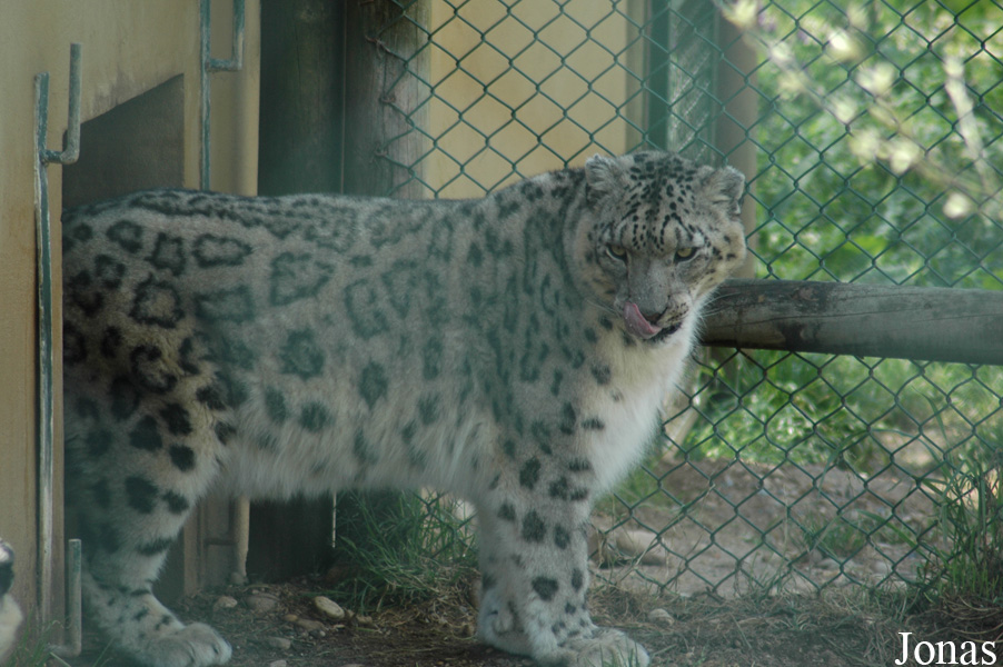 Panthera uncia