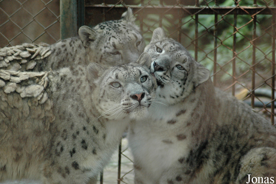 Panthera uncia