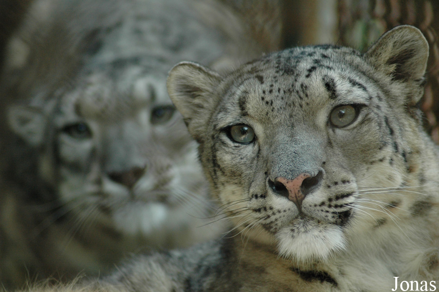 Panthera uncia