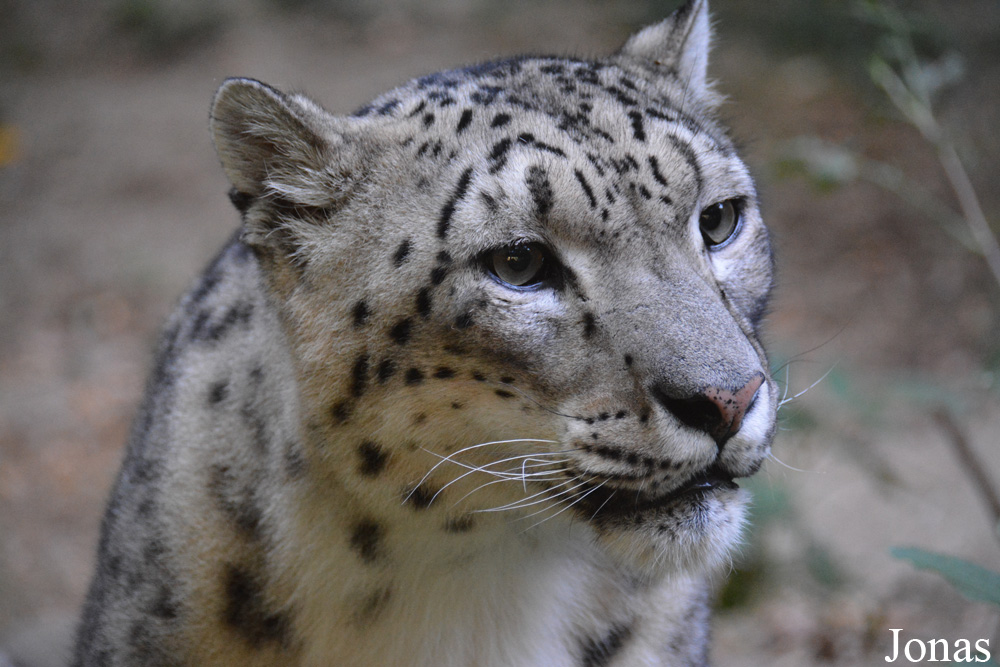 Panthera uncia