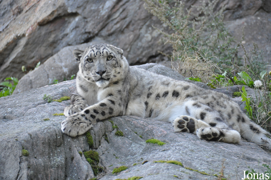 Panthera uncia