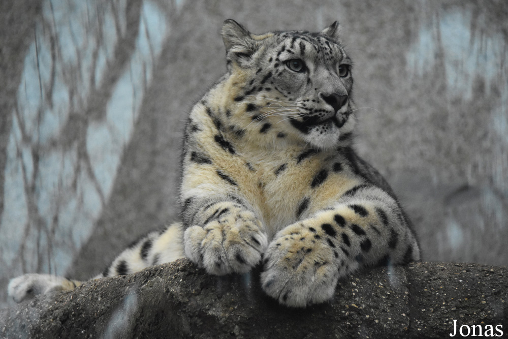Panthera uncia
