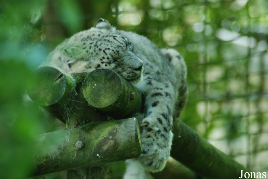 Panthera uncia