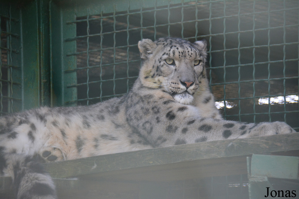 Panthera uncia