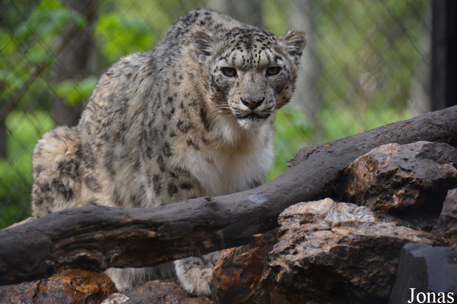 Panthera uncia