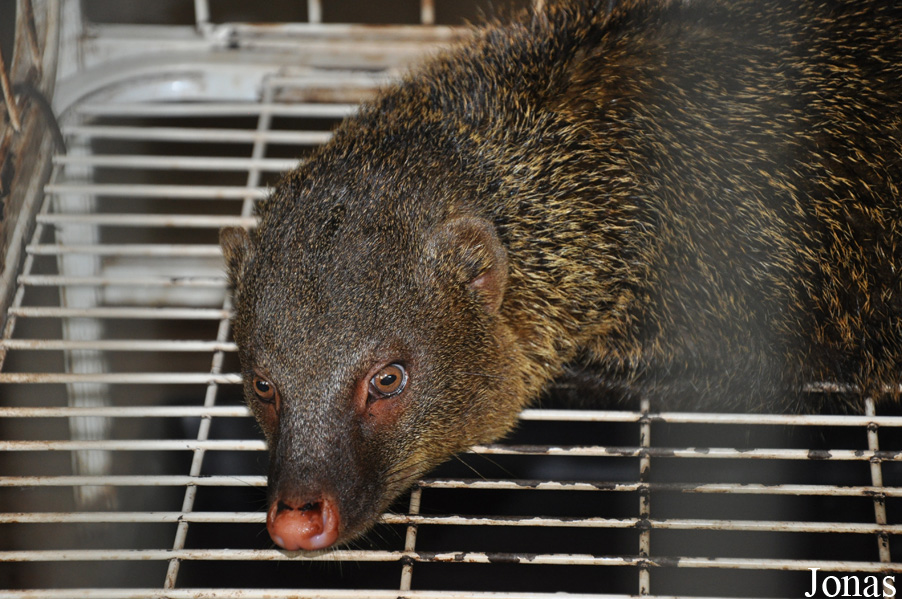 Herpestes brachyurus