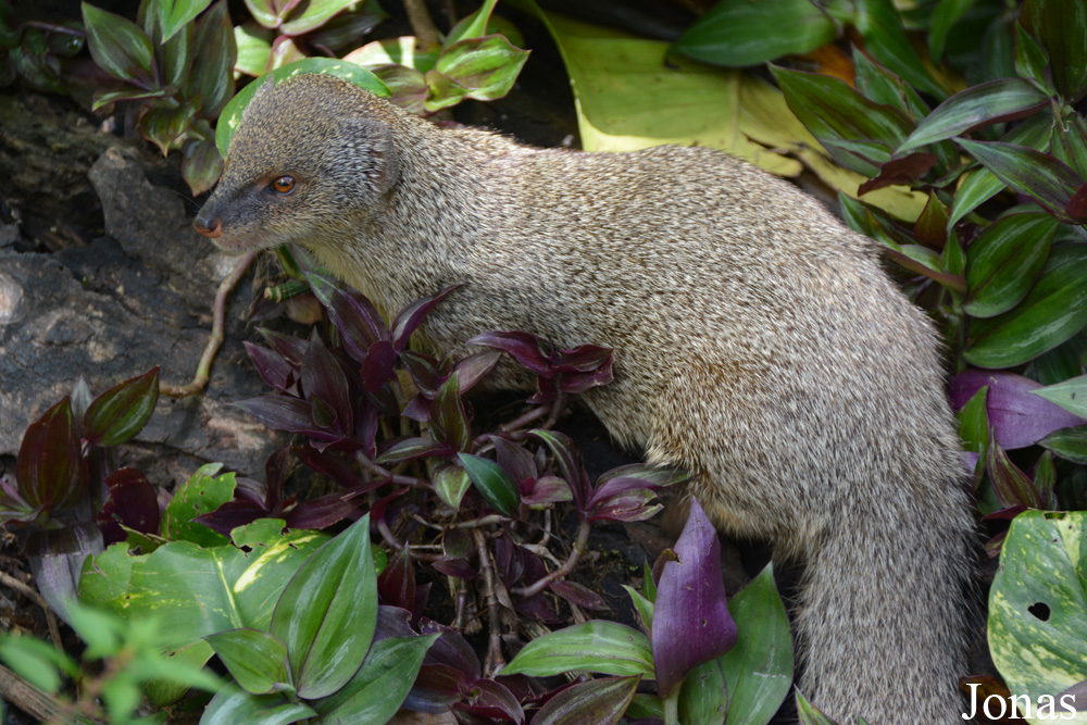 Herpestes javanicus