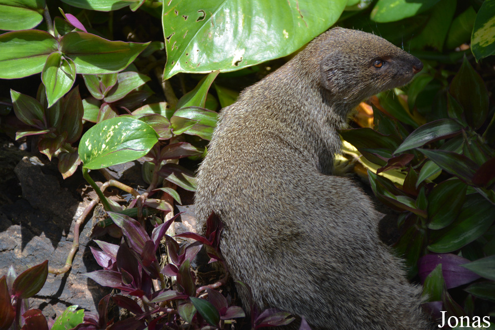 Herpestes javanicus