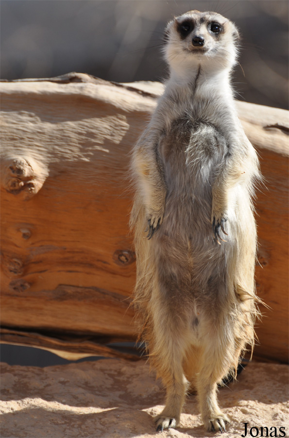 Suricata suricatta