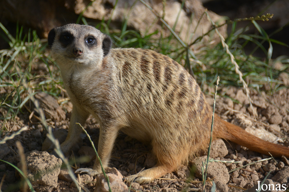 Suricata suricatta