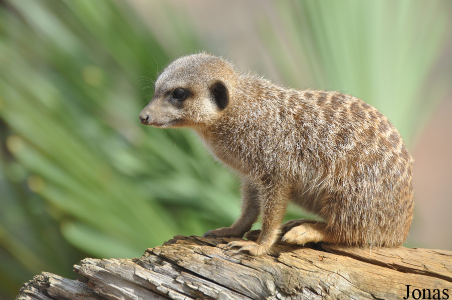 Suricata suricatta
