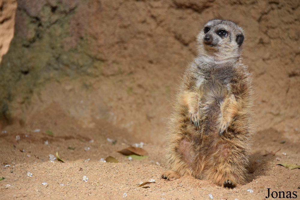 Suricata suricatta