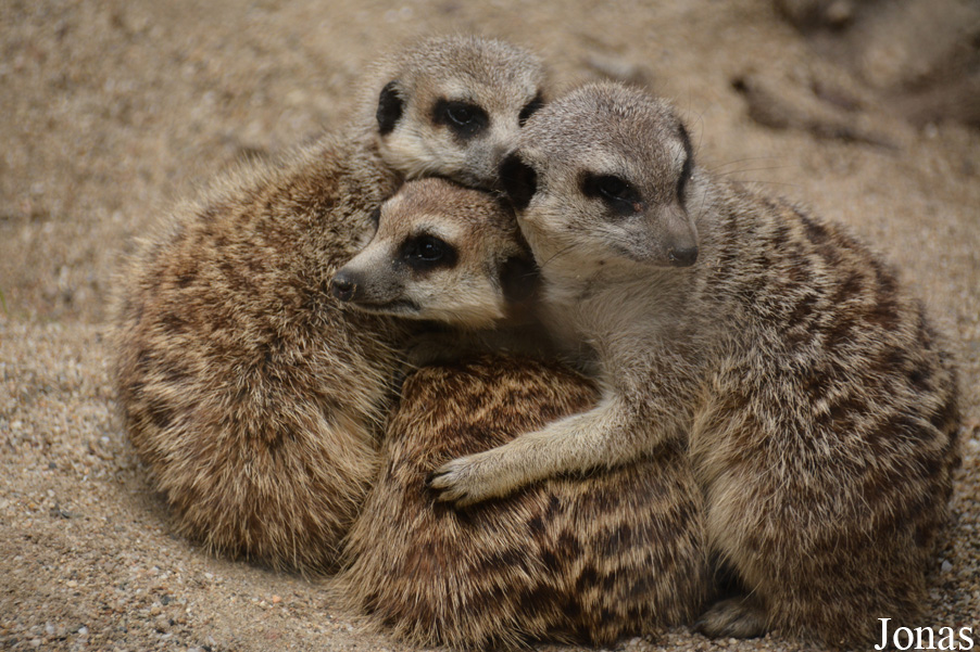 Suricata suricatta