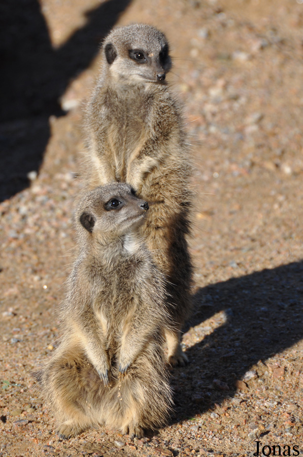 Suricata suricatta