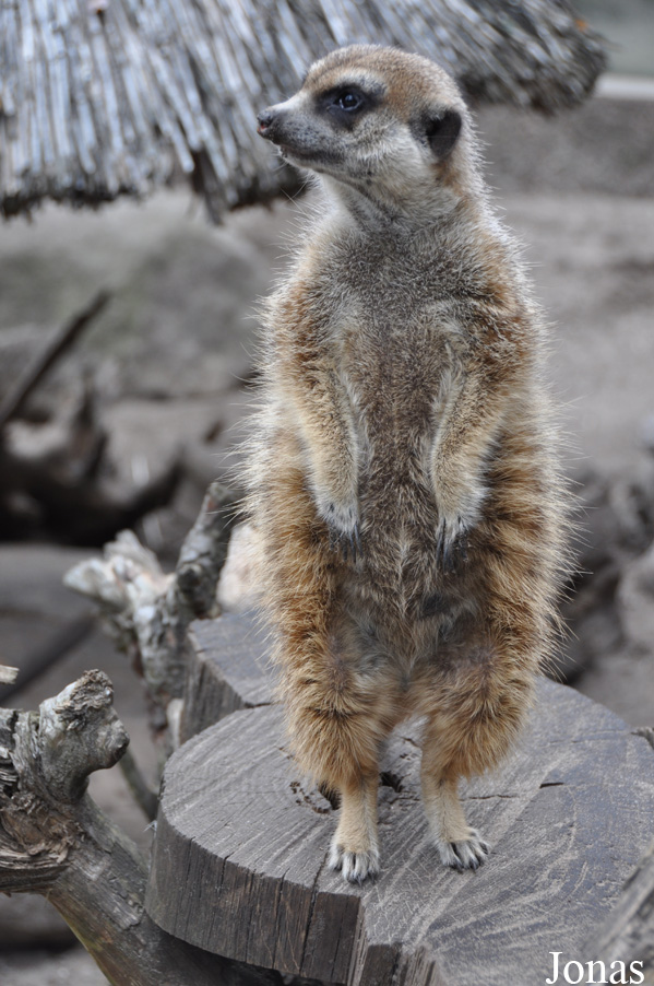 Suricata suricatta