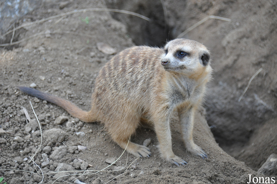 Suricata suricatta hahni