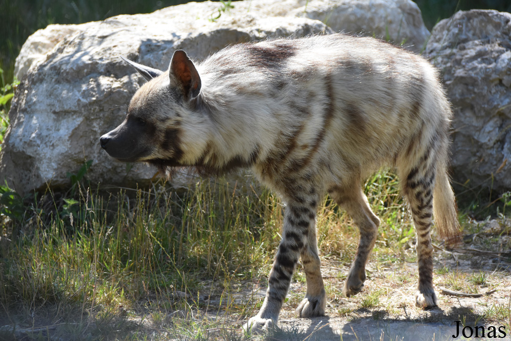 Hyaena hyaena