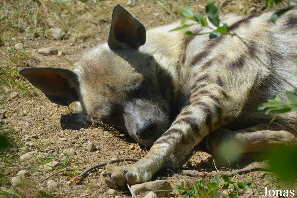 Hyaena hyaena
