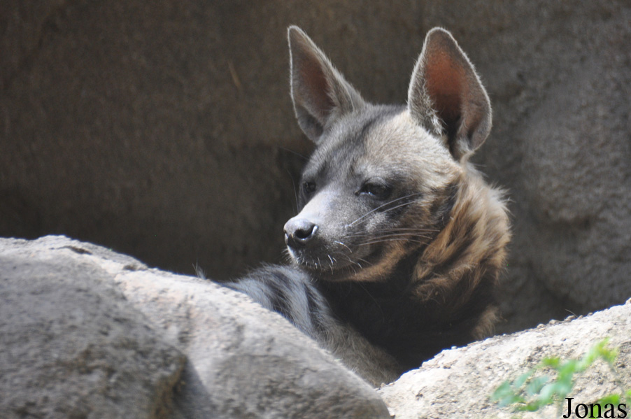 Hyaena hyaena dubbah