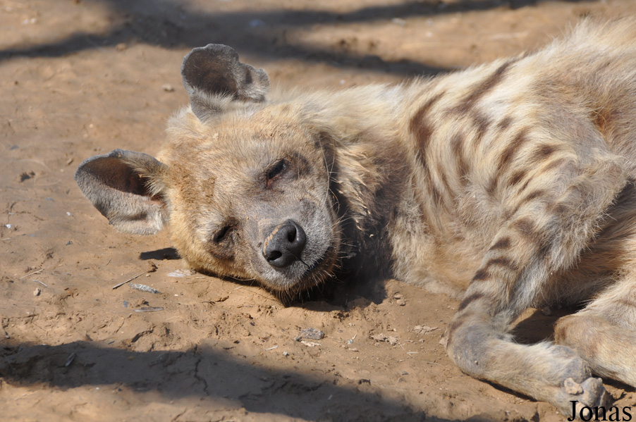 Hyaena hyaena sultana