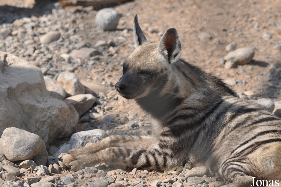 Hyaena hyaena sultana