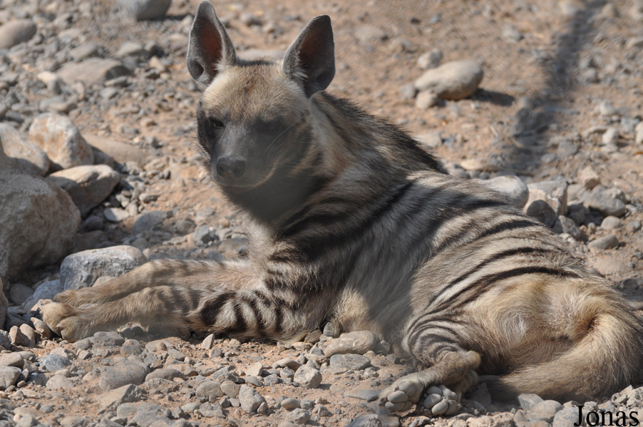 Hyaena hyaena sultana