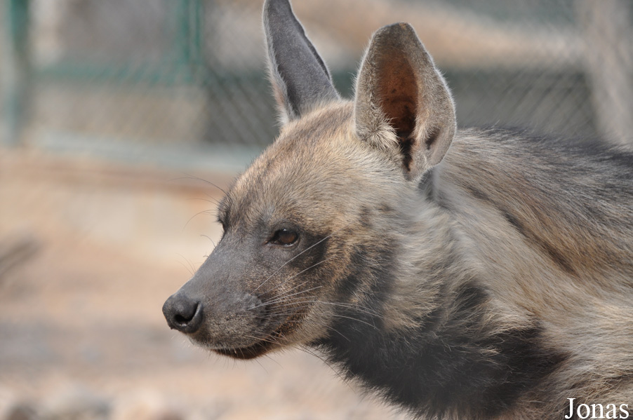 Hyaena hyaena sultana