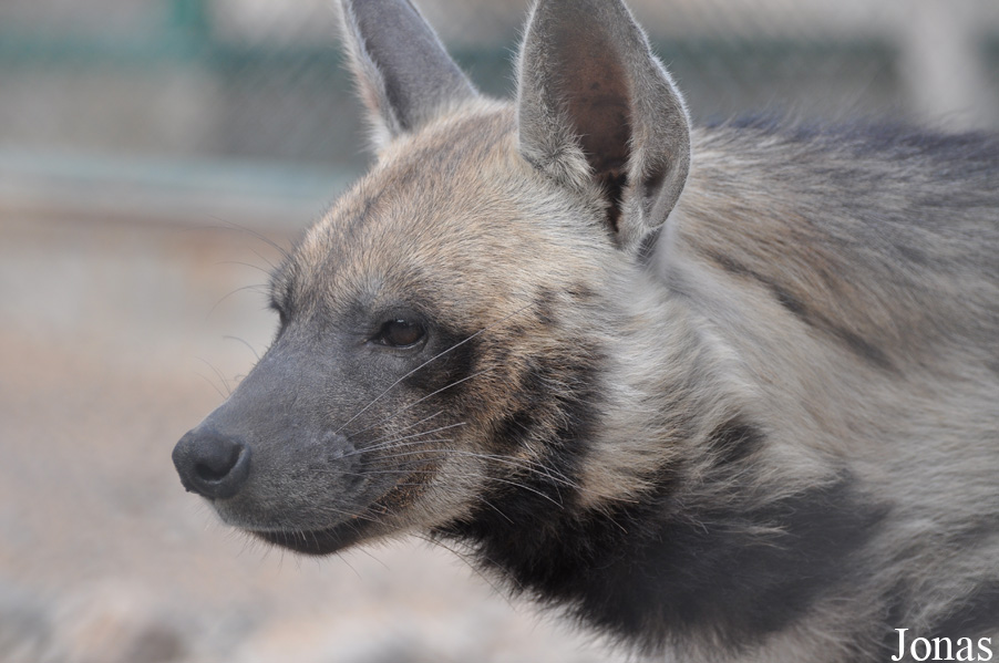 Hyaena hyaena sultana